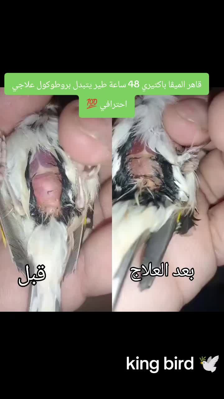 @King Mohamed 🐦