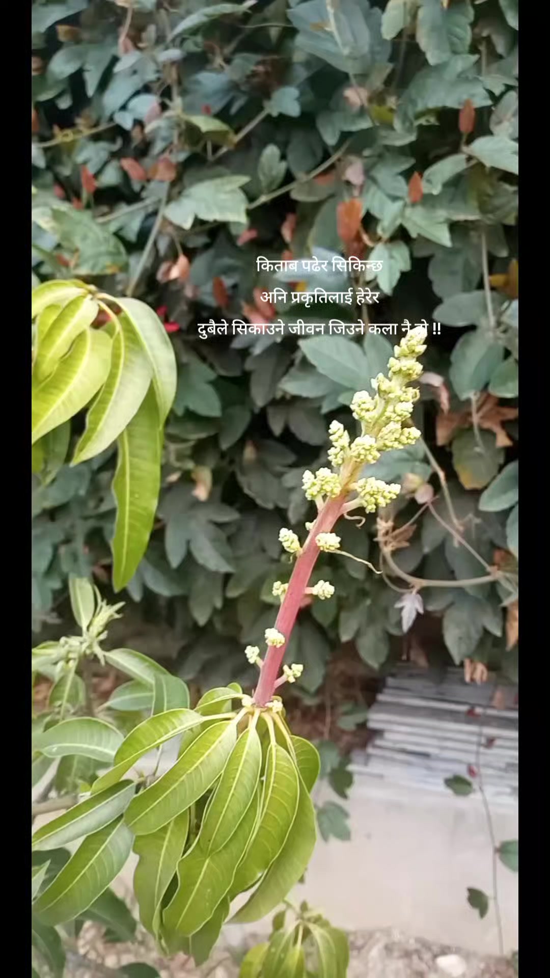@पढाकु पुस्तकालय
