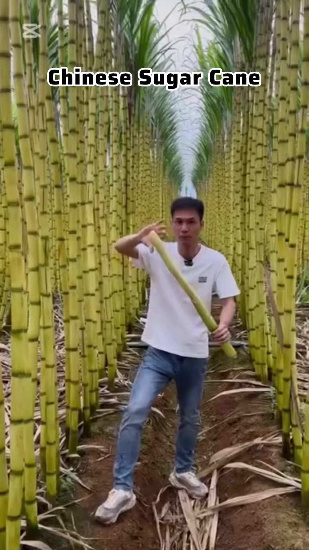 @ѕнαиι