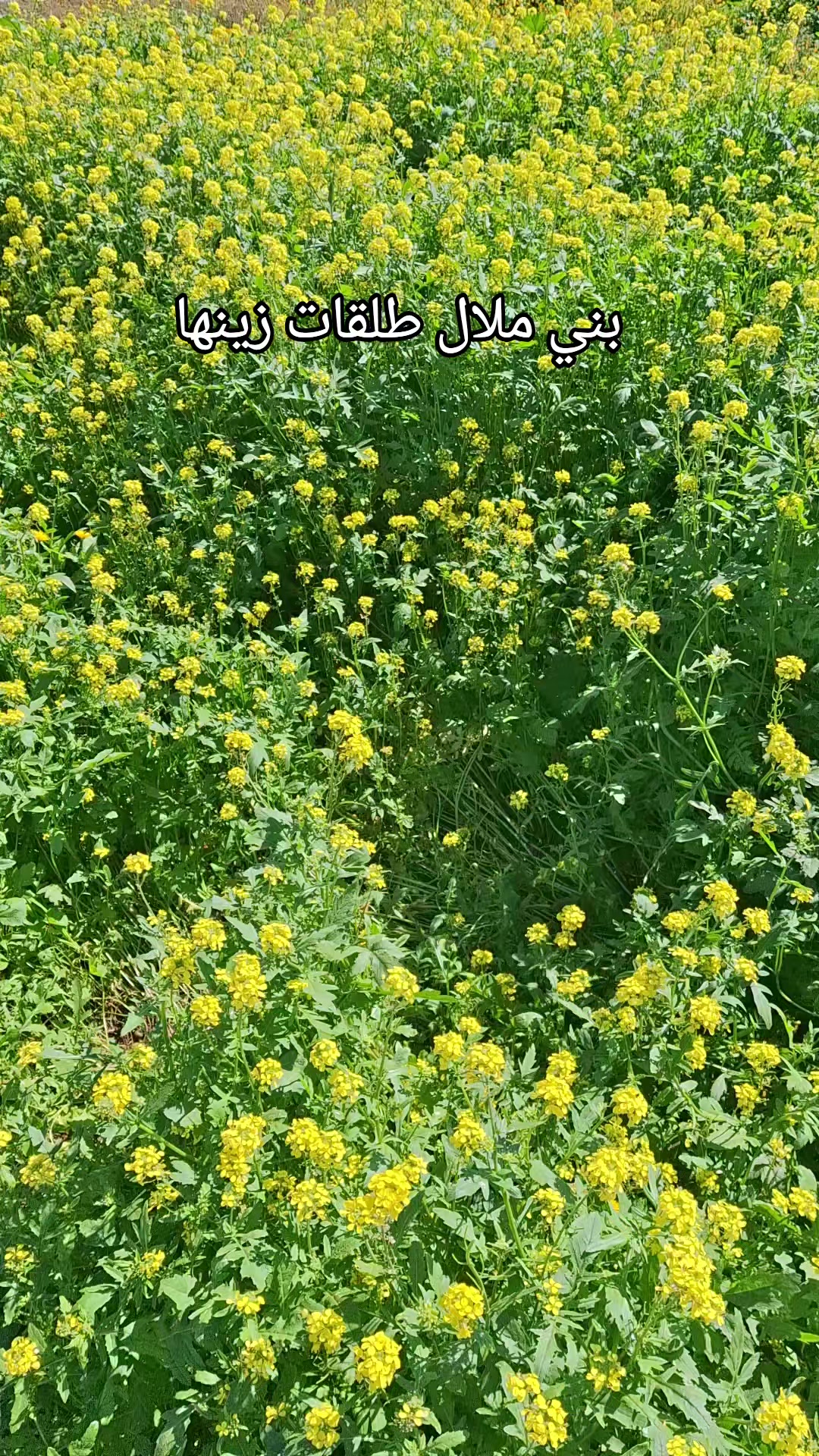 @المنظر الجميل 🌴🌻
