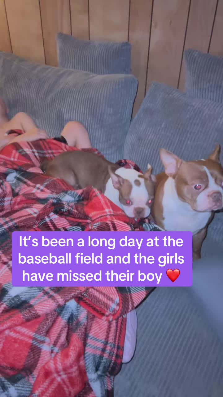 @SE Boston Terriers