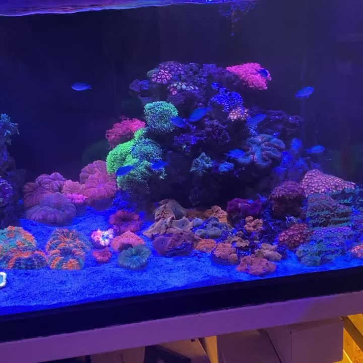 @Ts_reefs