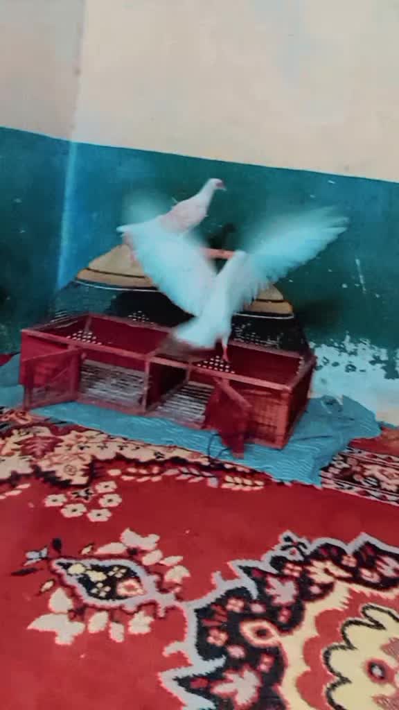 @🦁 رائے حسن سیرواآنہ کھرل 🦁