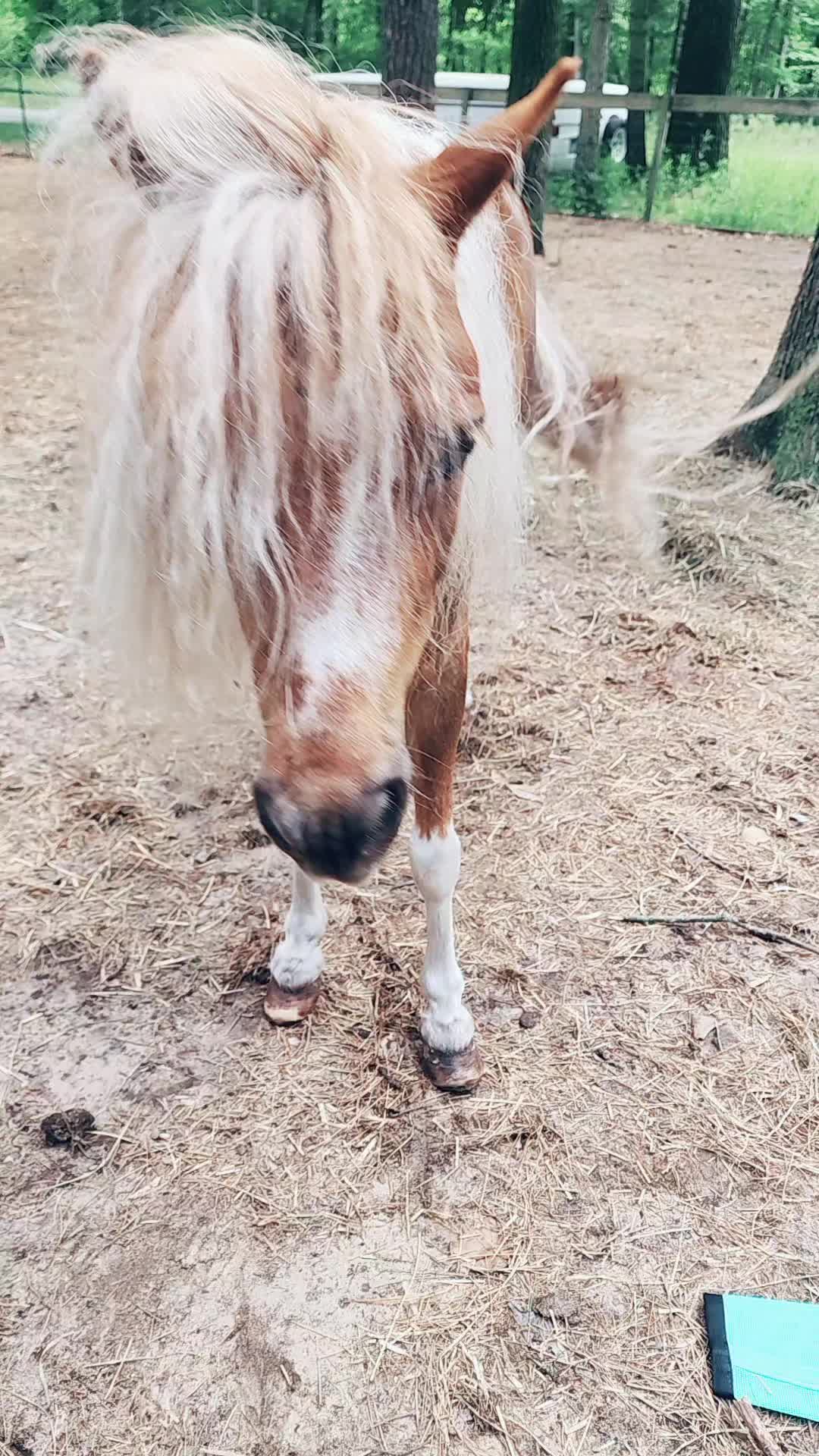 @minihorsemomandtrainer🐴🐴🐴🐴