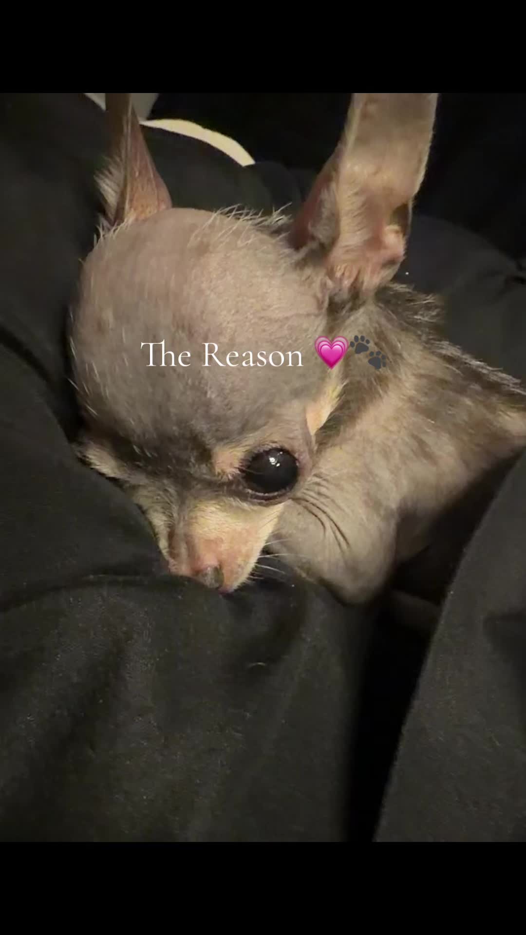 @Tinytiffytheteacupchihuahua