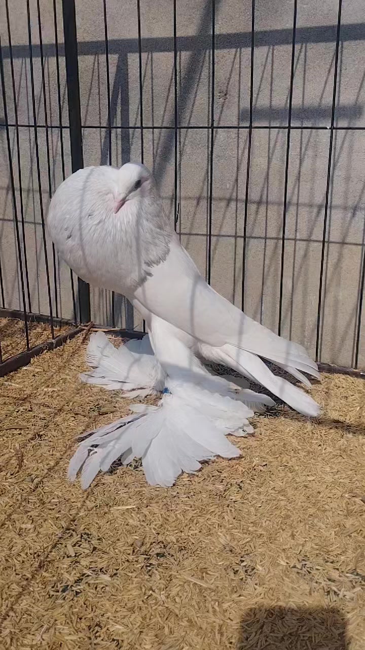 @EA Pigeons