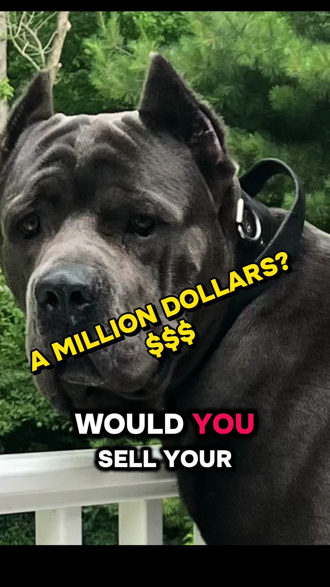 @Ultimate Puppies