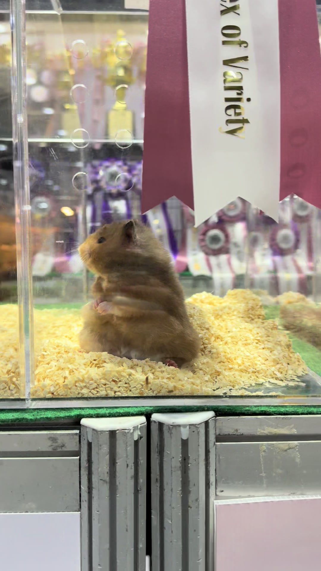 @Itsara Hamster
