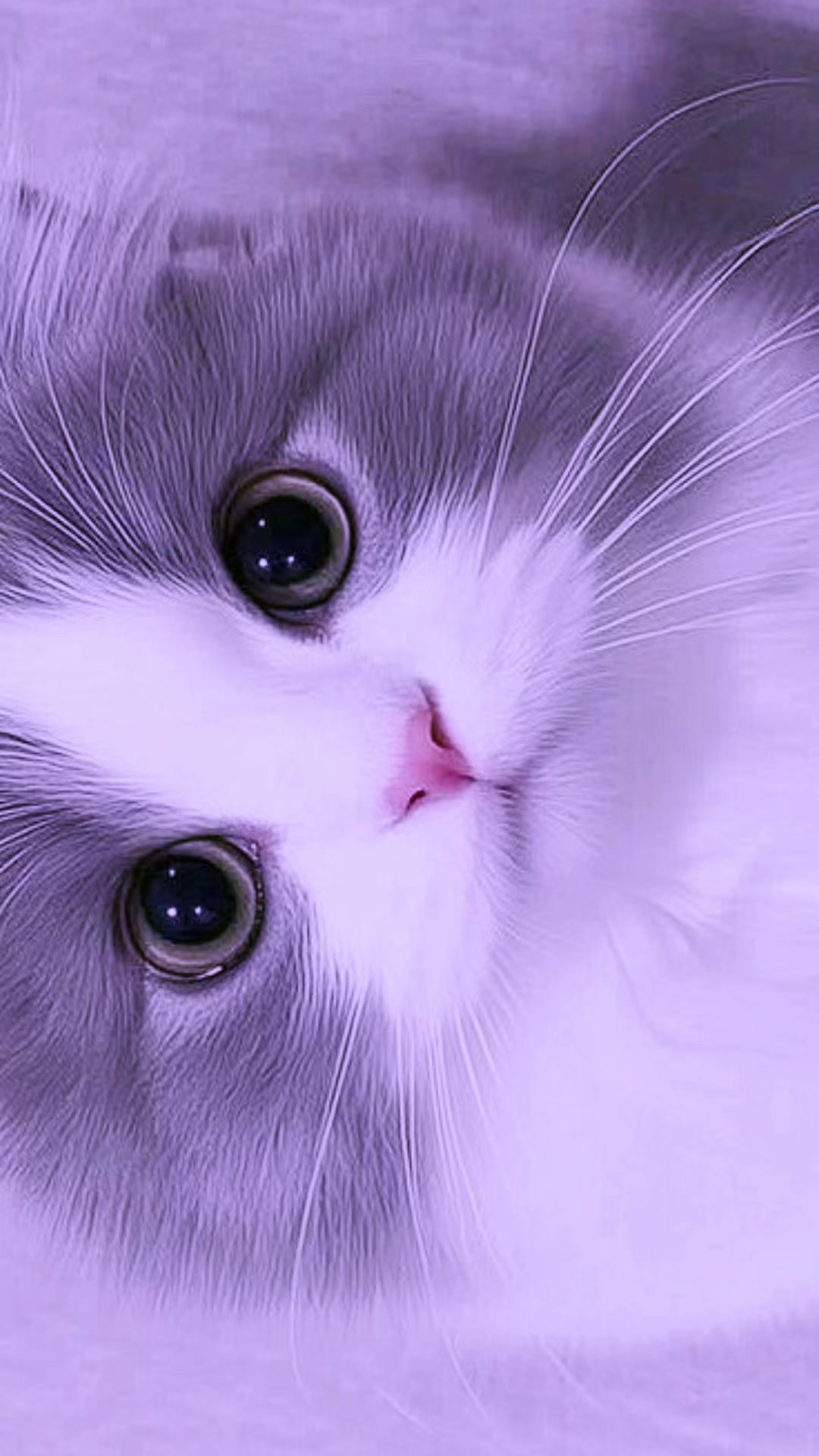 @𝕽𝕭_𝕿𝖊𝖒𝖕𝖑𝖆𝖙𝖊