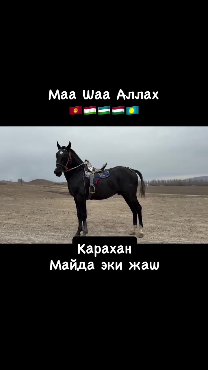 @aksy.jylkylary