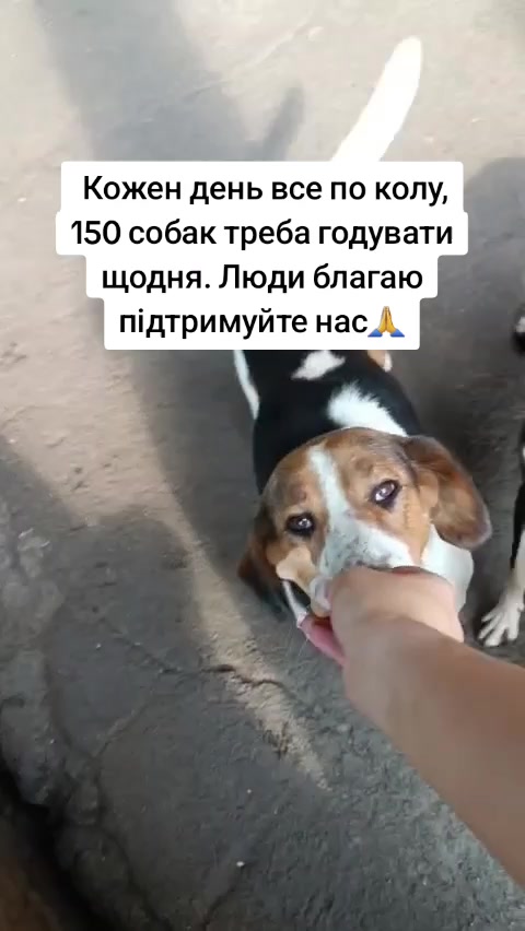 @tvarinkidobra