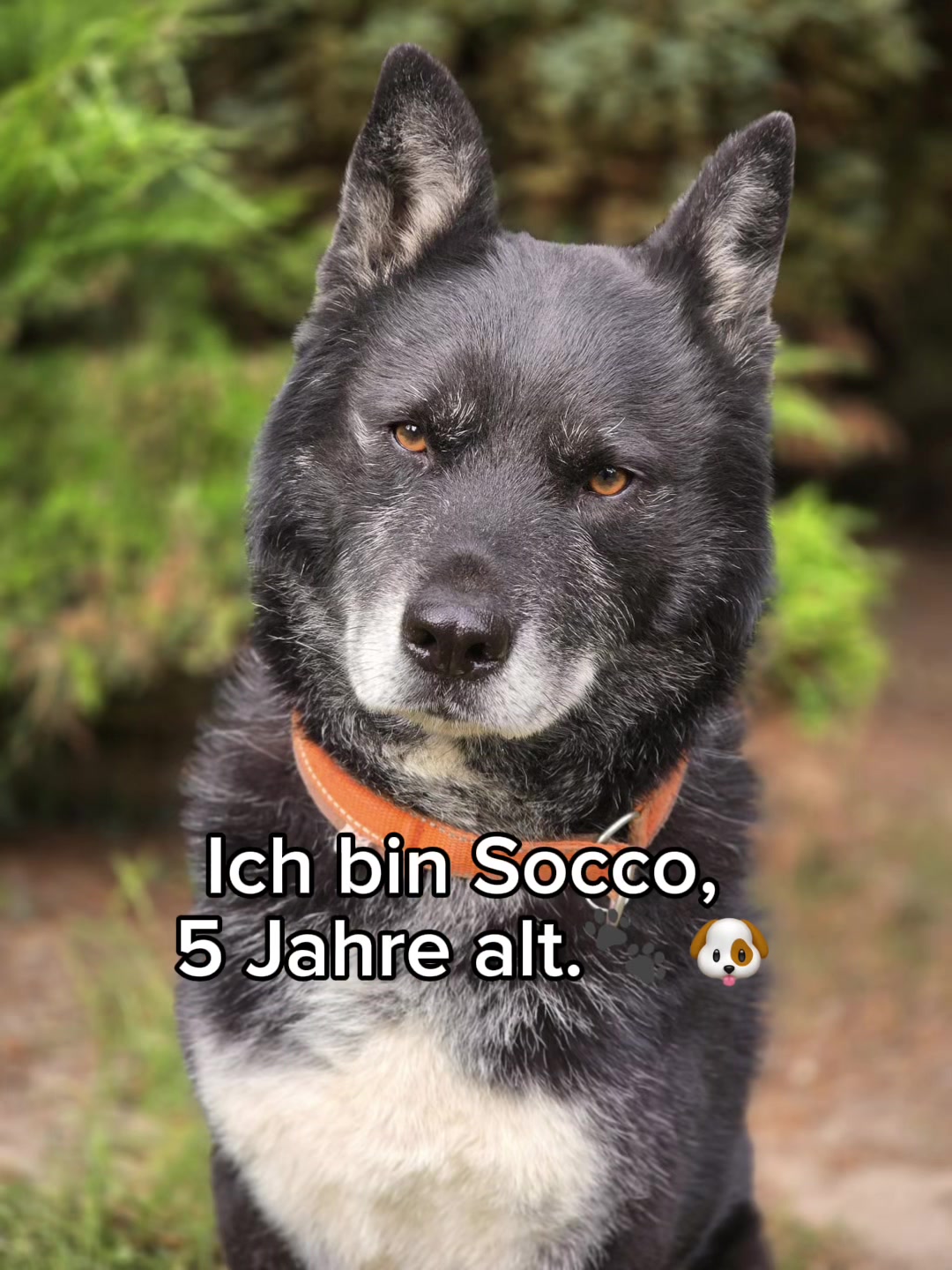 @Tierheim der Gl&uuml;ckliche