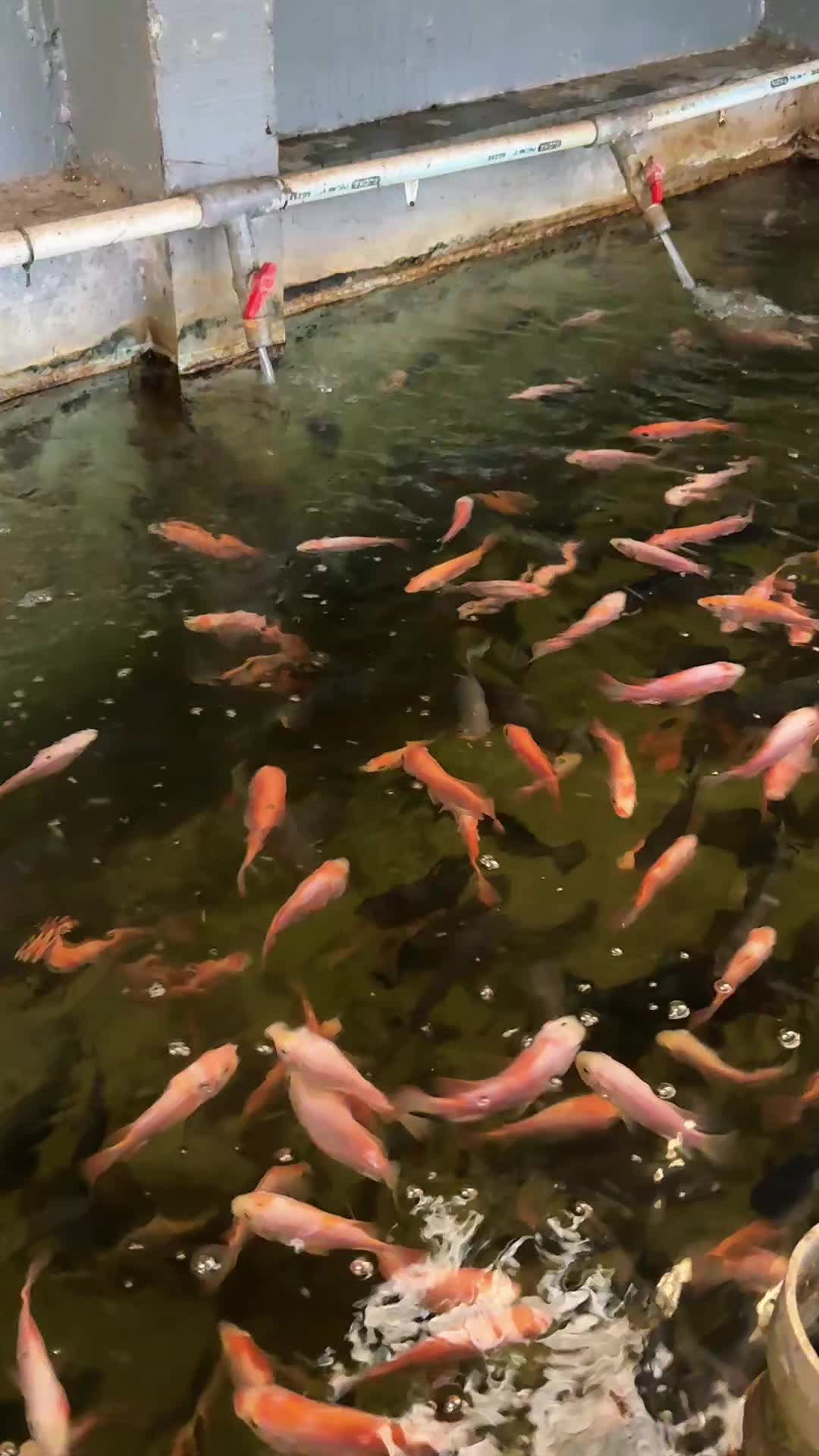 @NilaKu ID