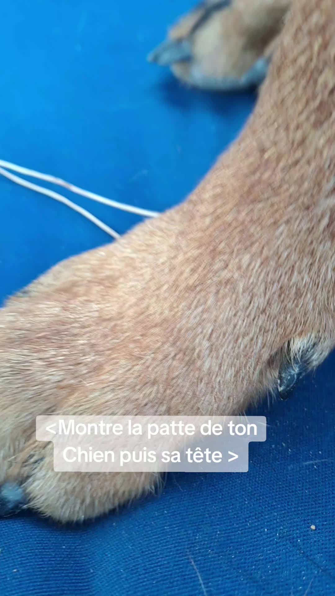 @NALA