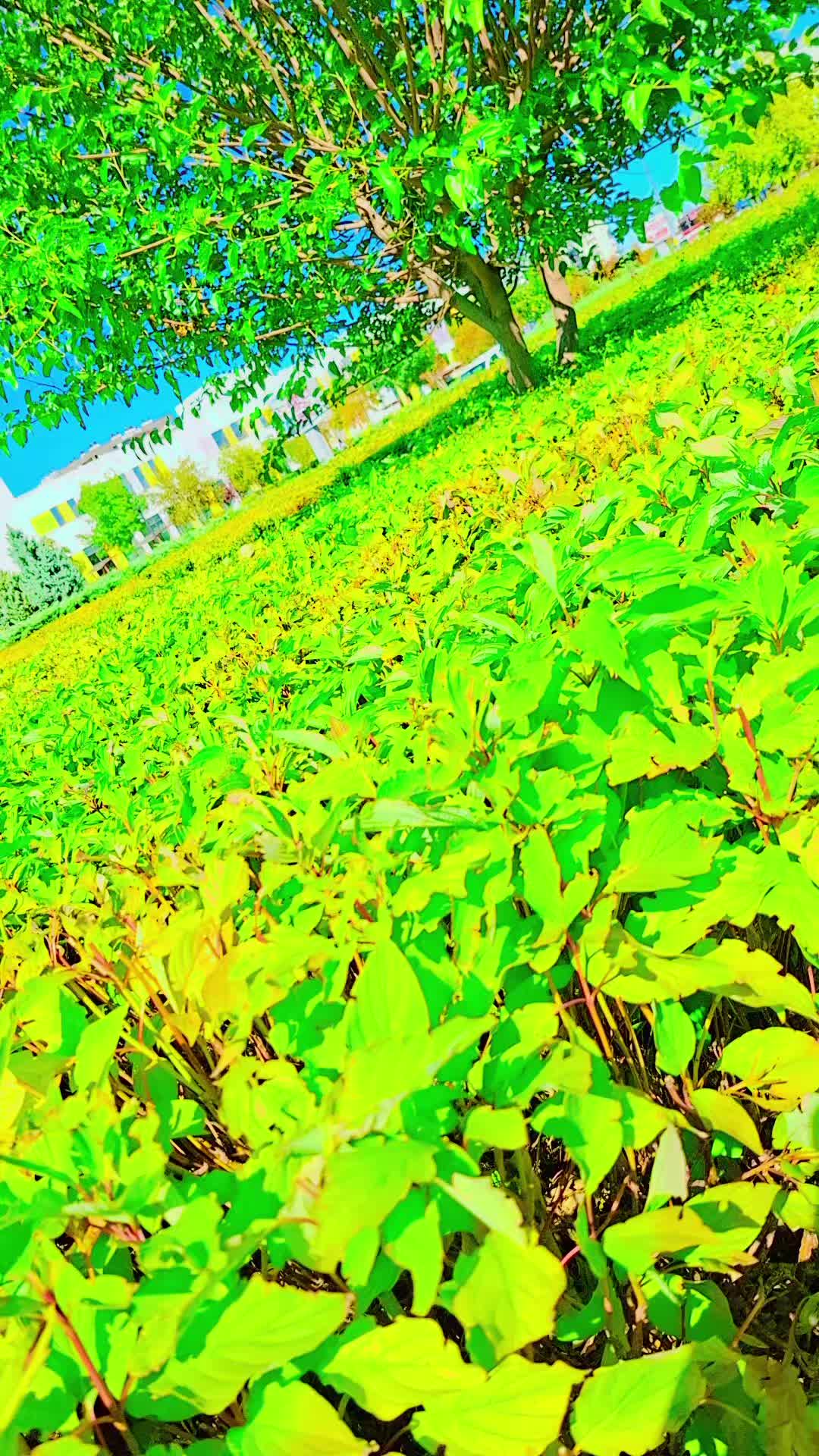 @💛🌻꧁༺ الأصيلـة ༻꧂💛🌻