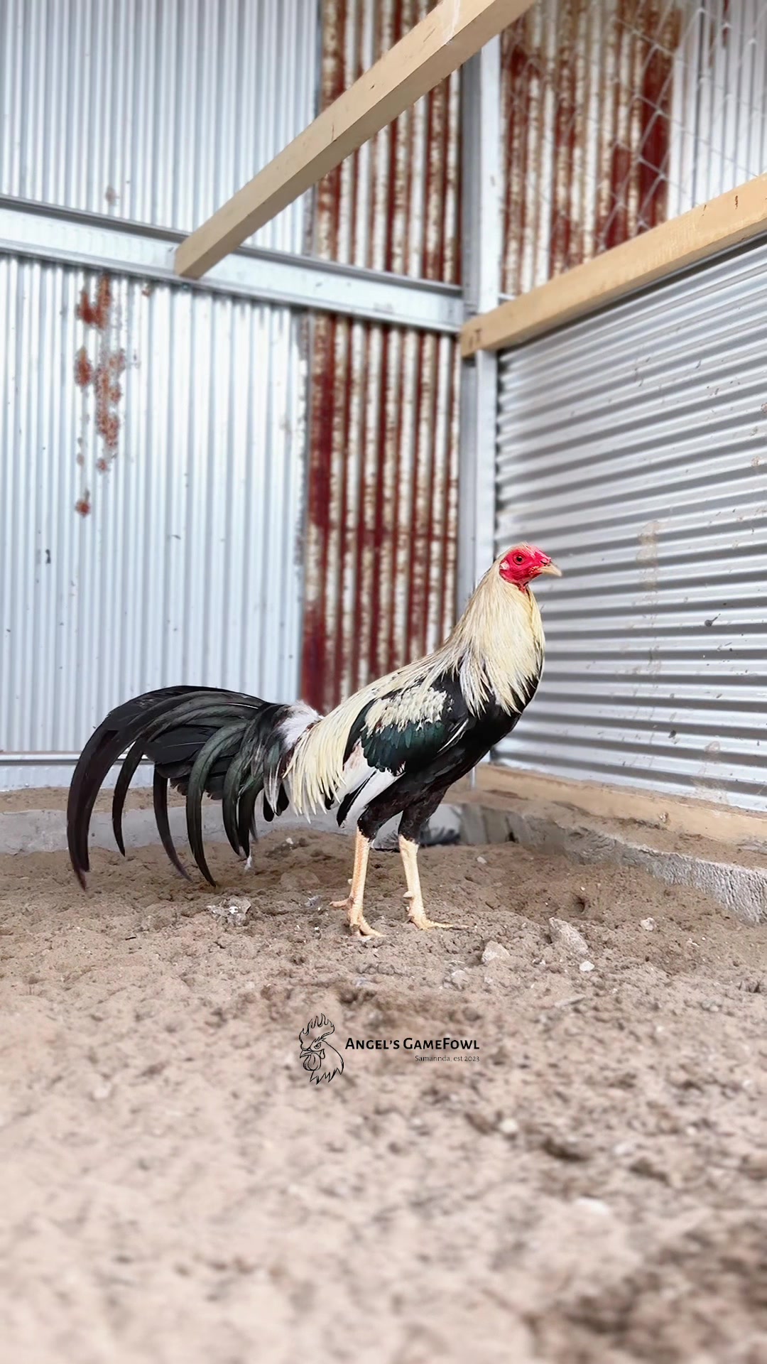 @angelsgamefowl88
