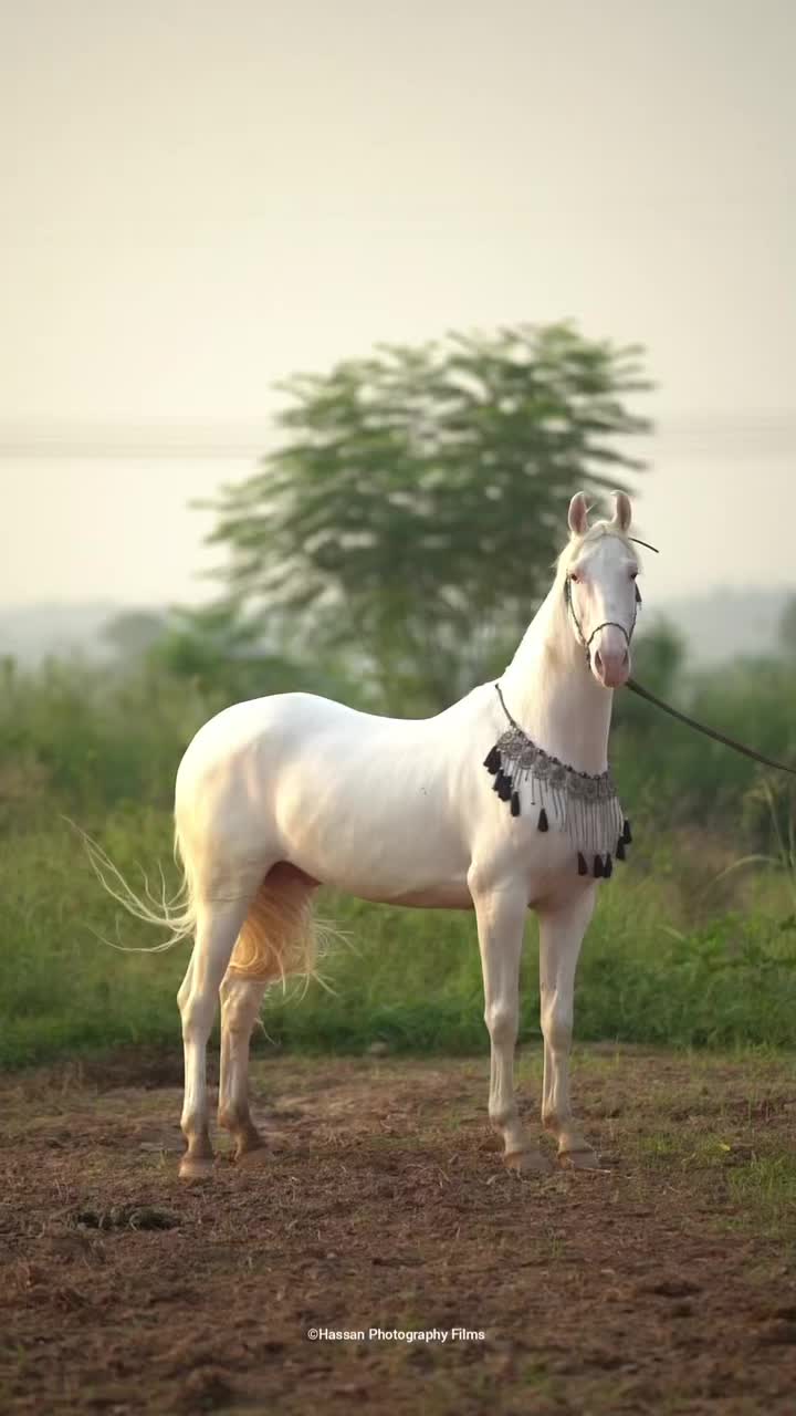 @SUNRISE STUD FARMS RAWALPINDI