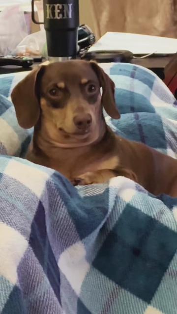 @Kimberly MotherofDoxies Genโ