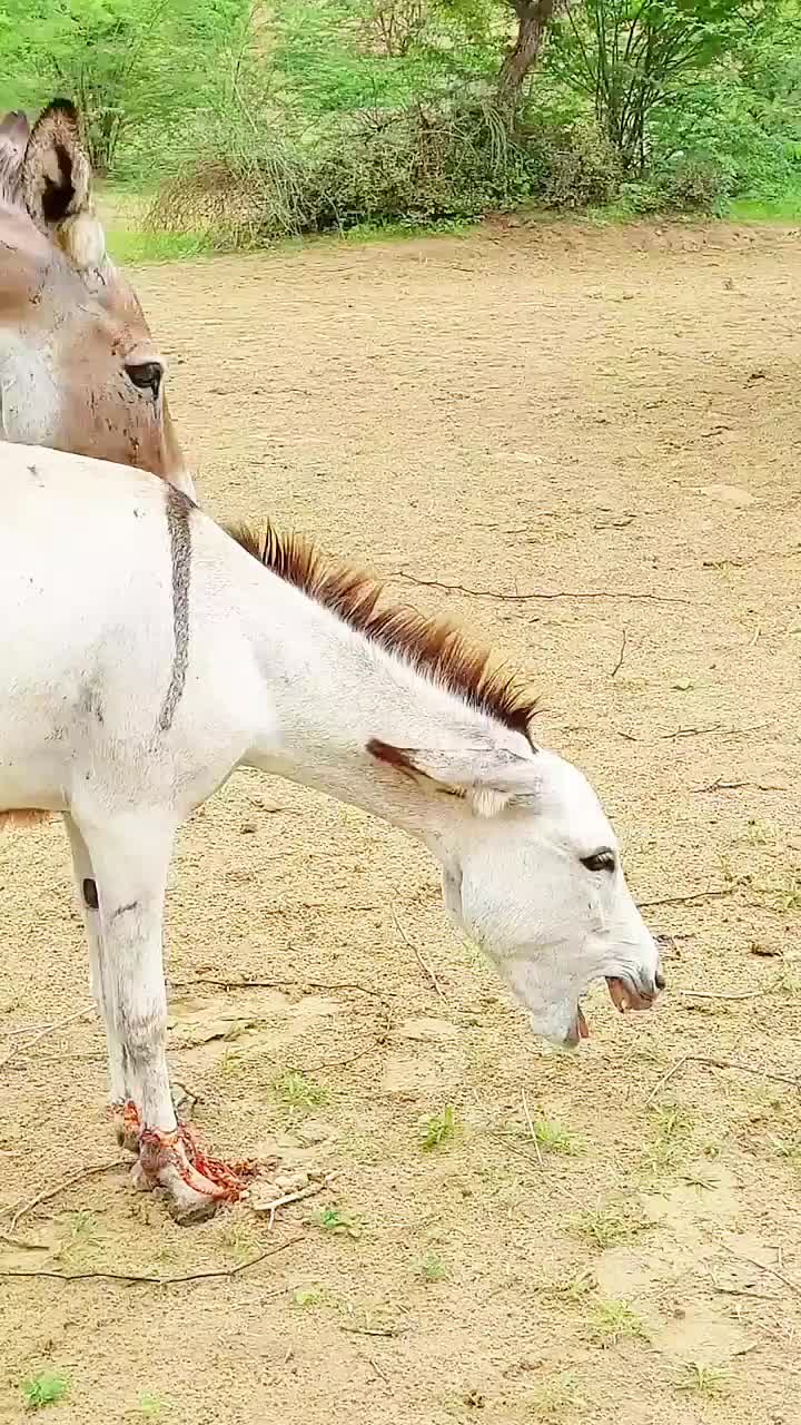 @animals053