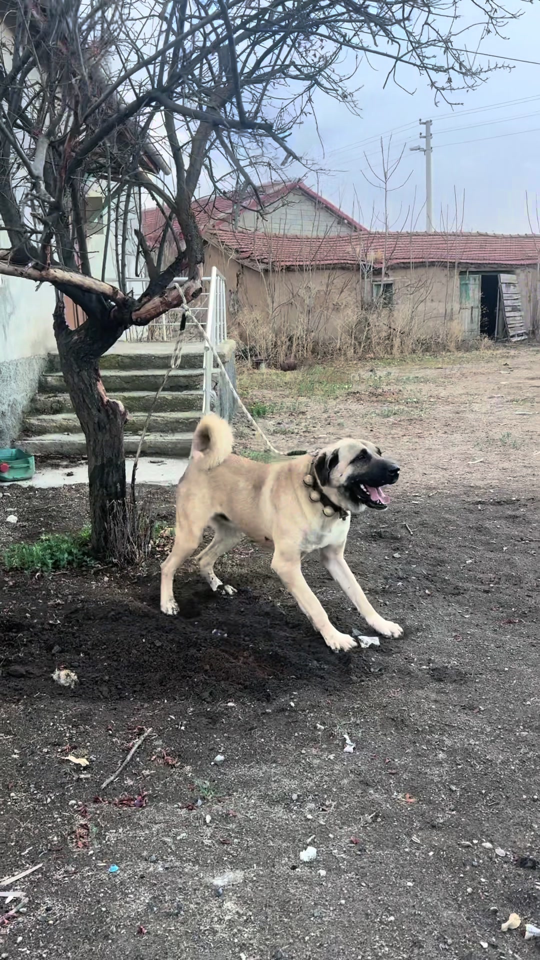 @Hakan Özcan