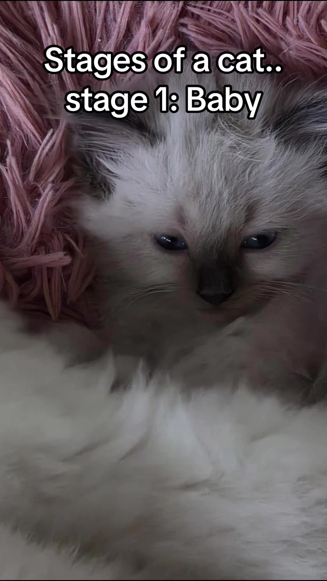 @Amadeus the ragdoll