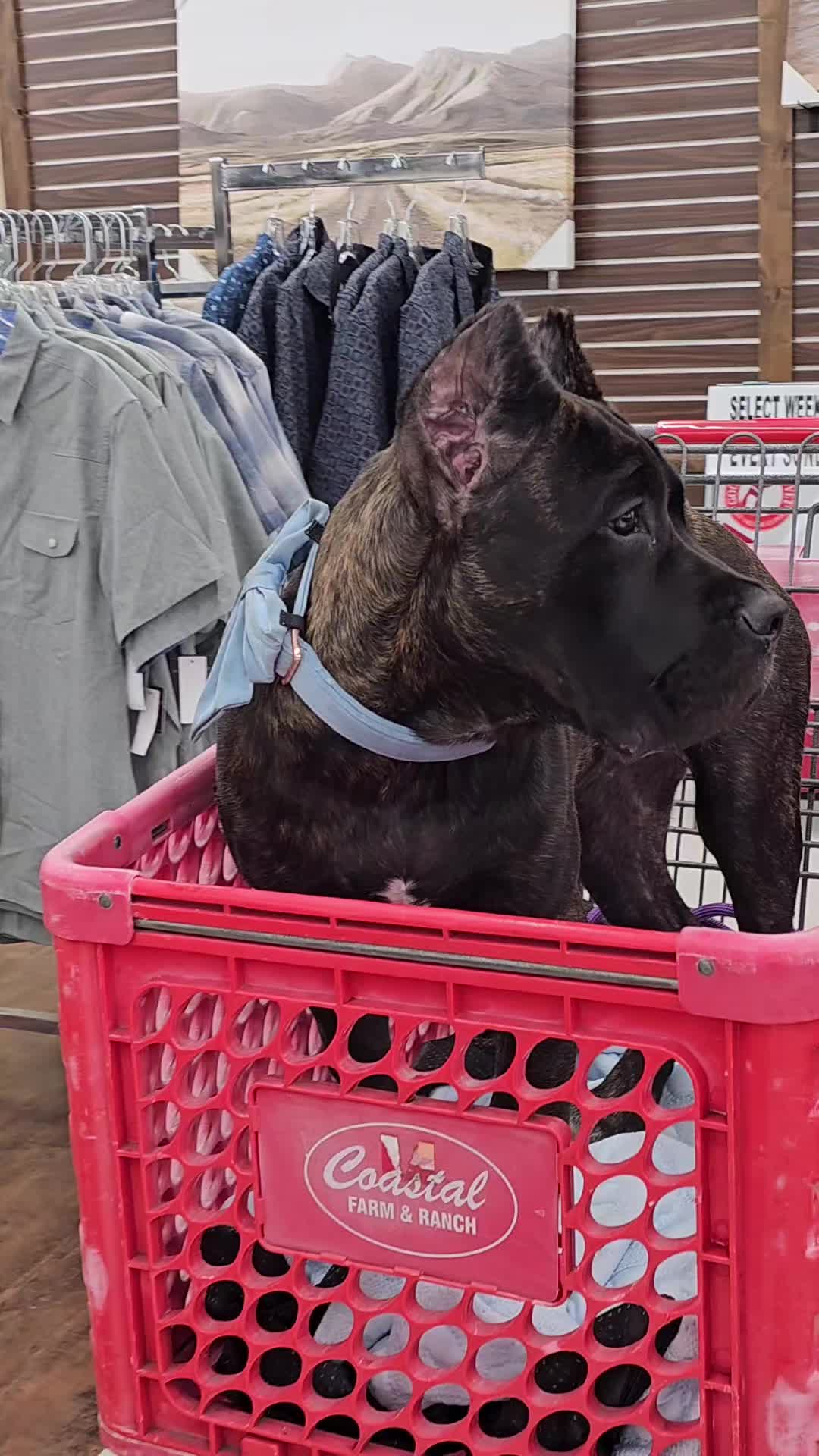 @SalmonCreekCaneCorso