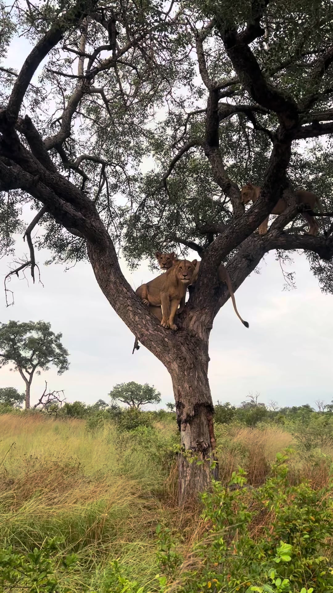 @Thornybush