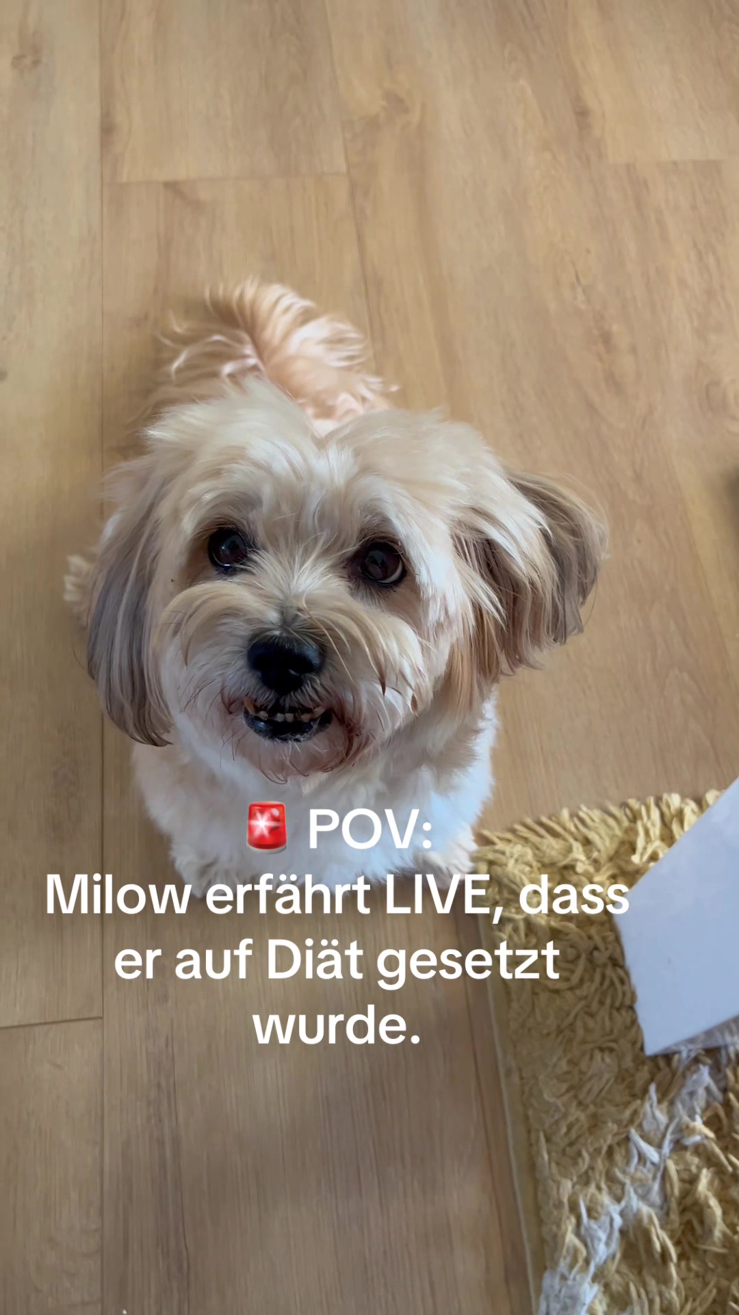 @DogMilow