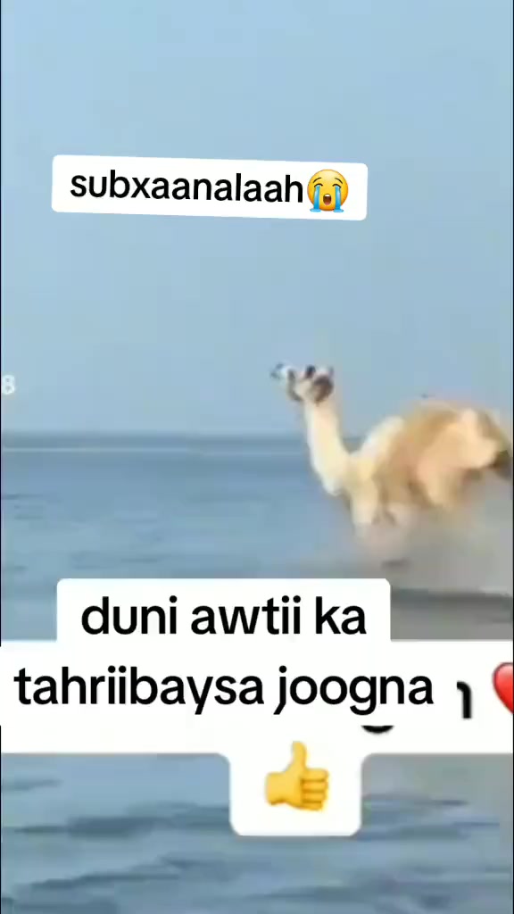 @wanaagsane