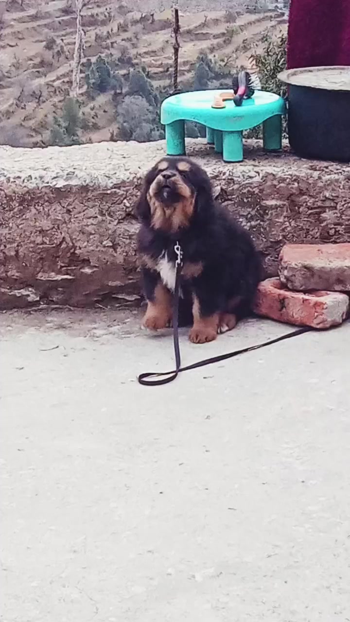 @Kashmiri_Bakrwal_Dog