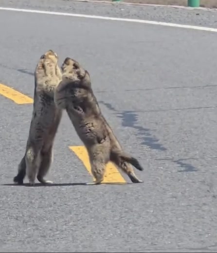 @animalsgonewildd