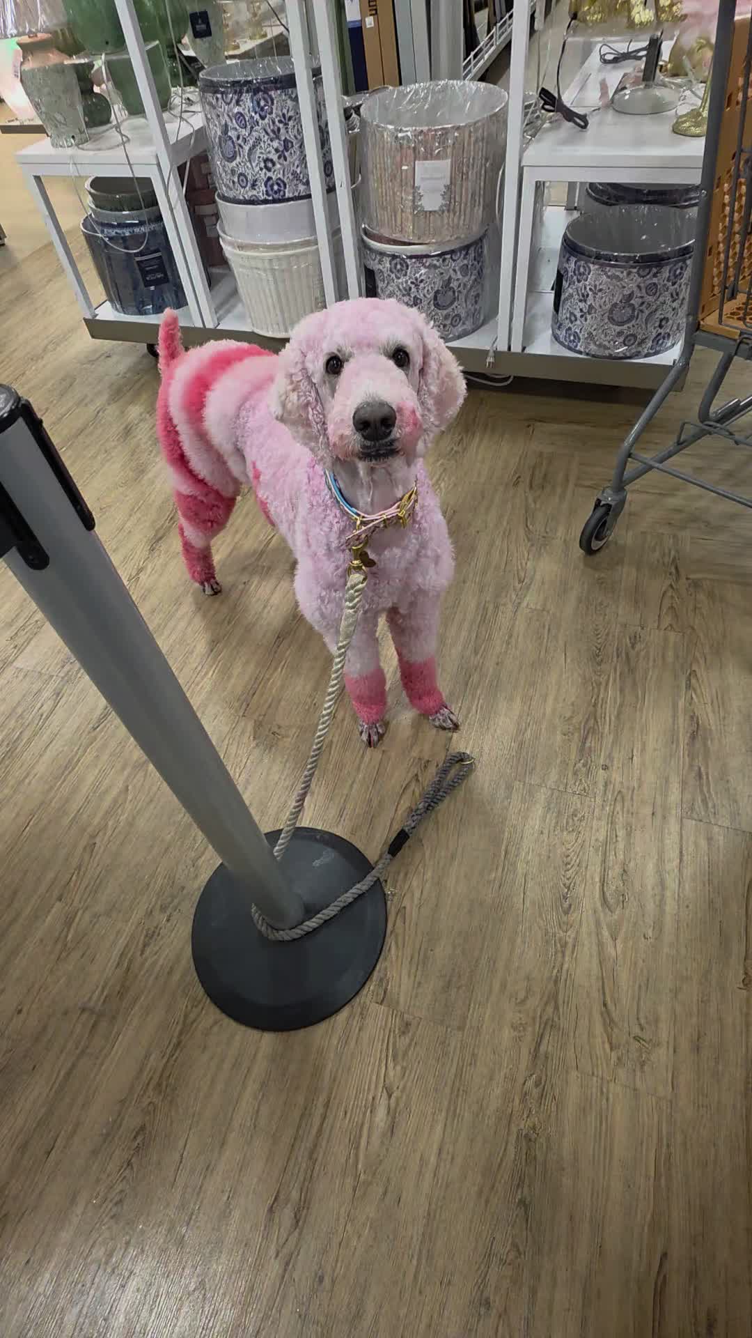 @The Official Poodle Queen™️