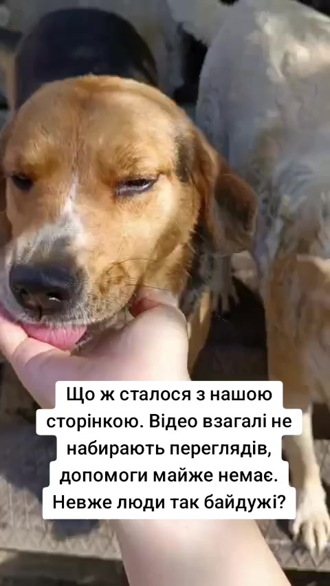 @tvarinkidobra