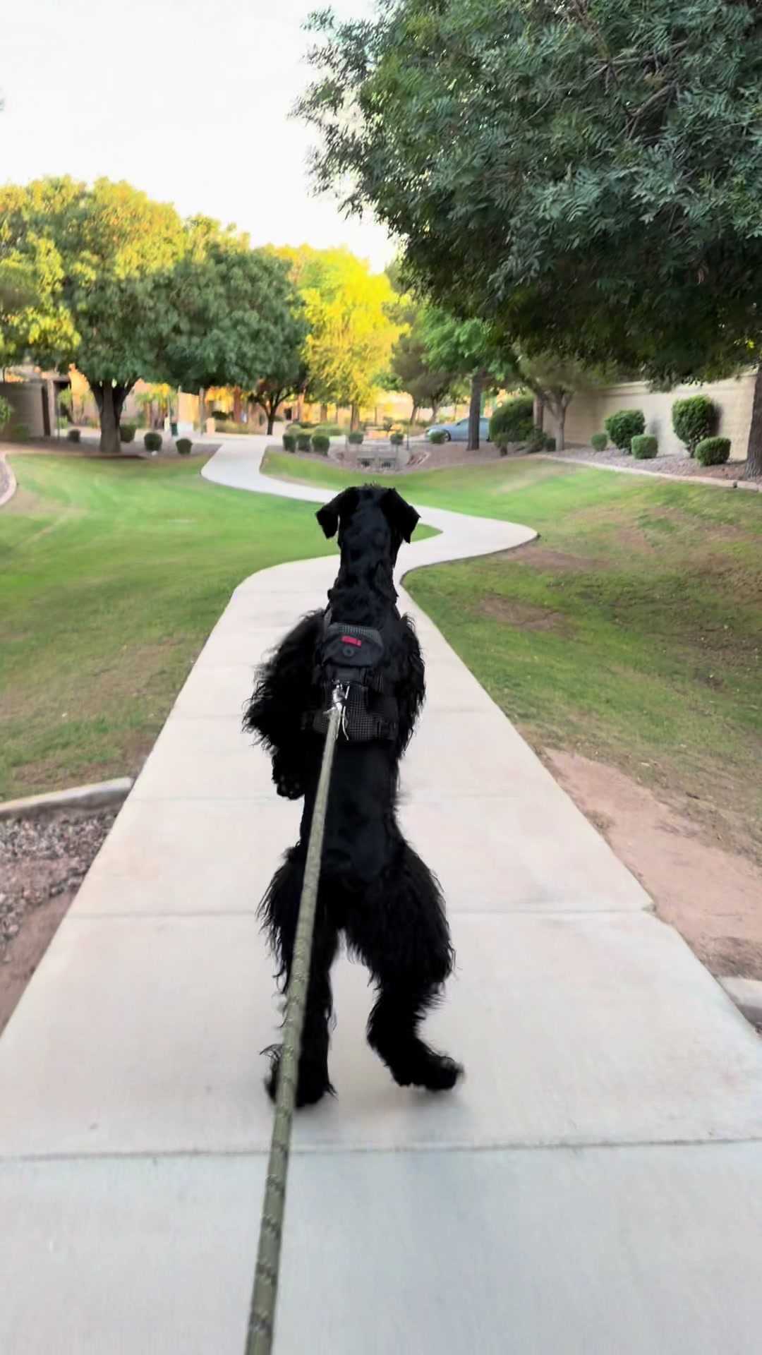@Fiona Walks