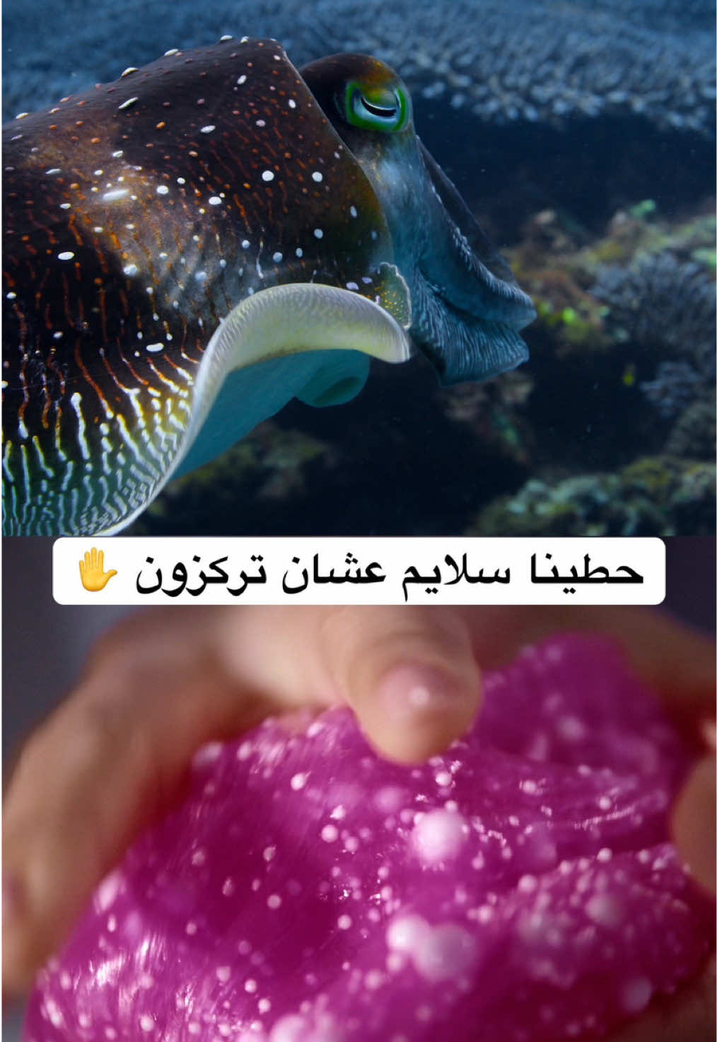 @NetflixMENA