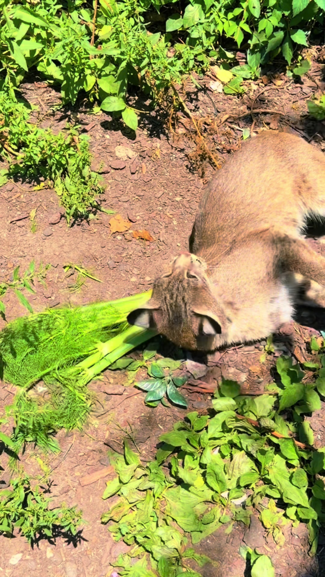 @For Fox Sake Wildlife Rescue