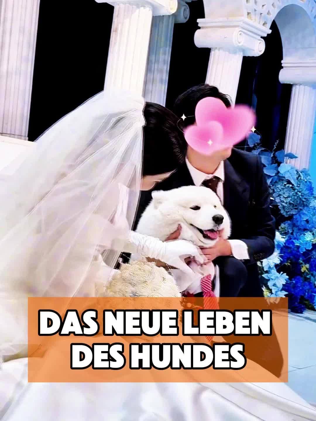 @toto_tier