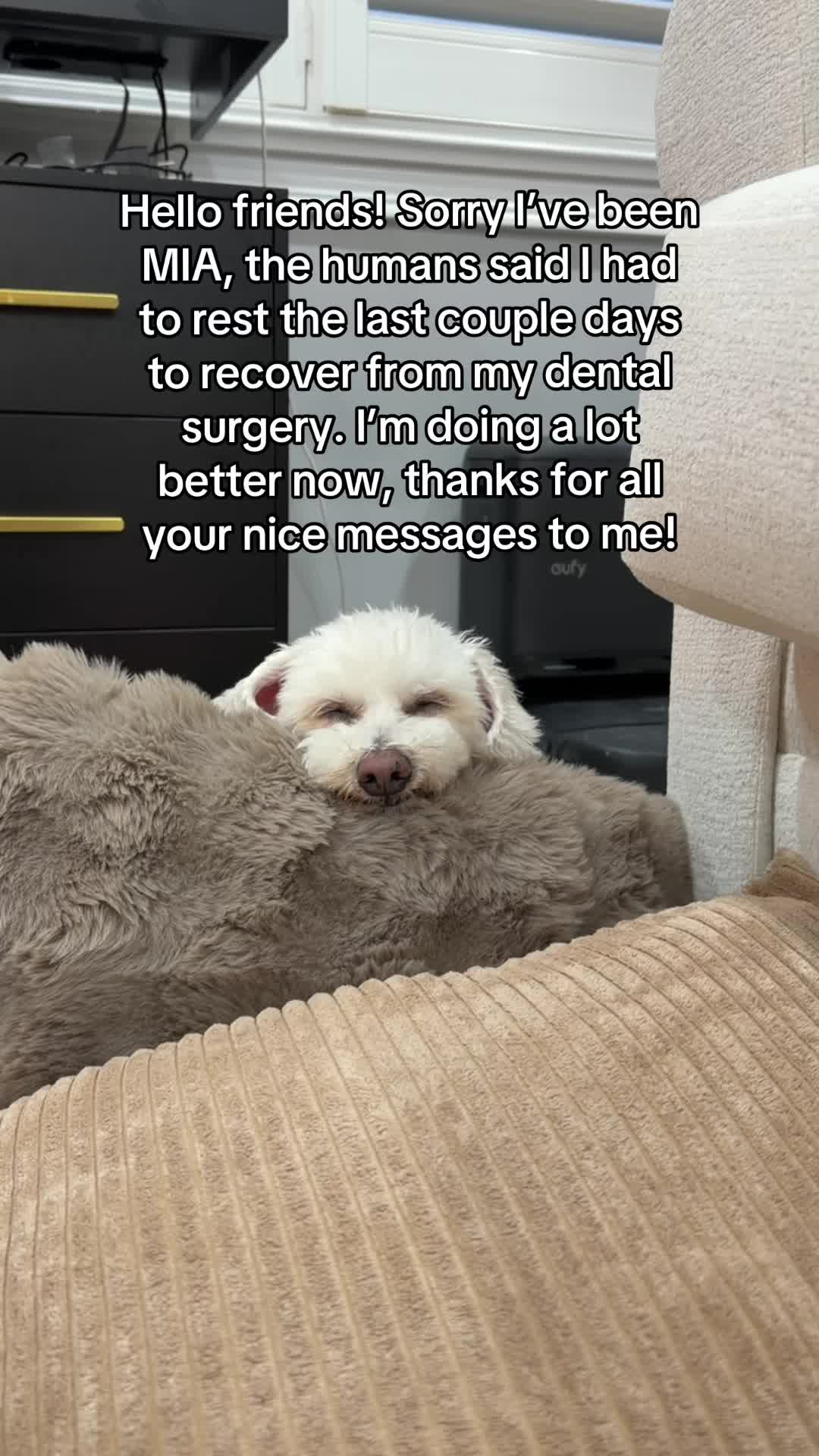@Spicy The Dog