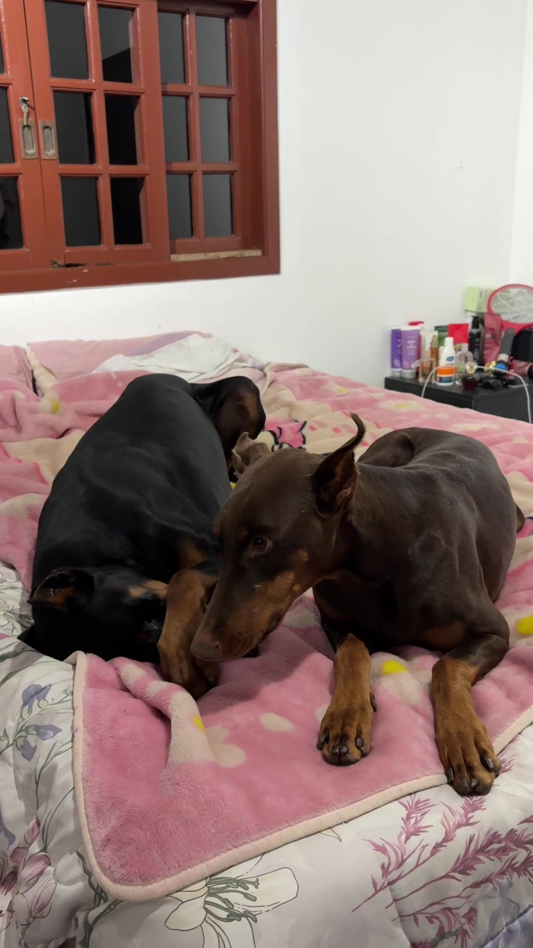 @Ravena e Venom, os Dobermans