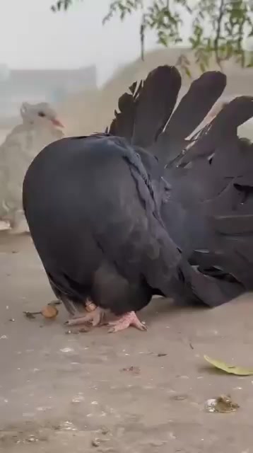 @royal birds