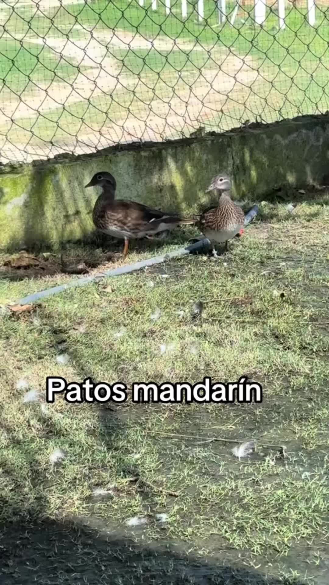 @Granjamascotalandiayaracuy