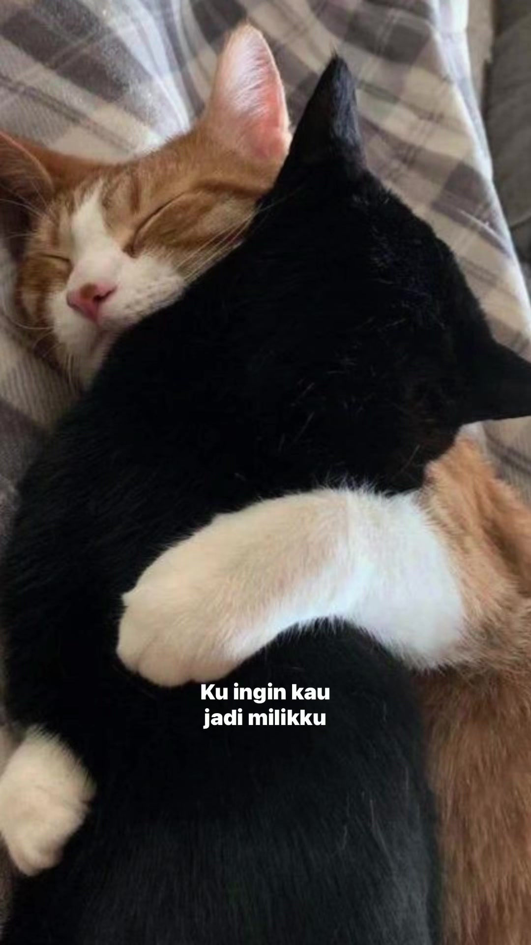 @^~^