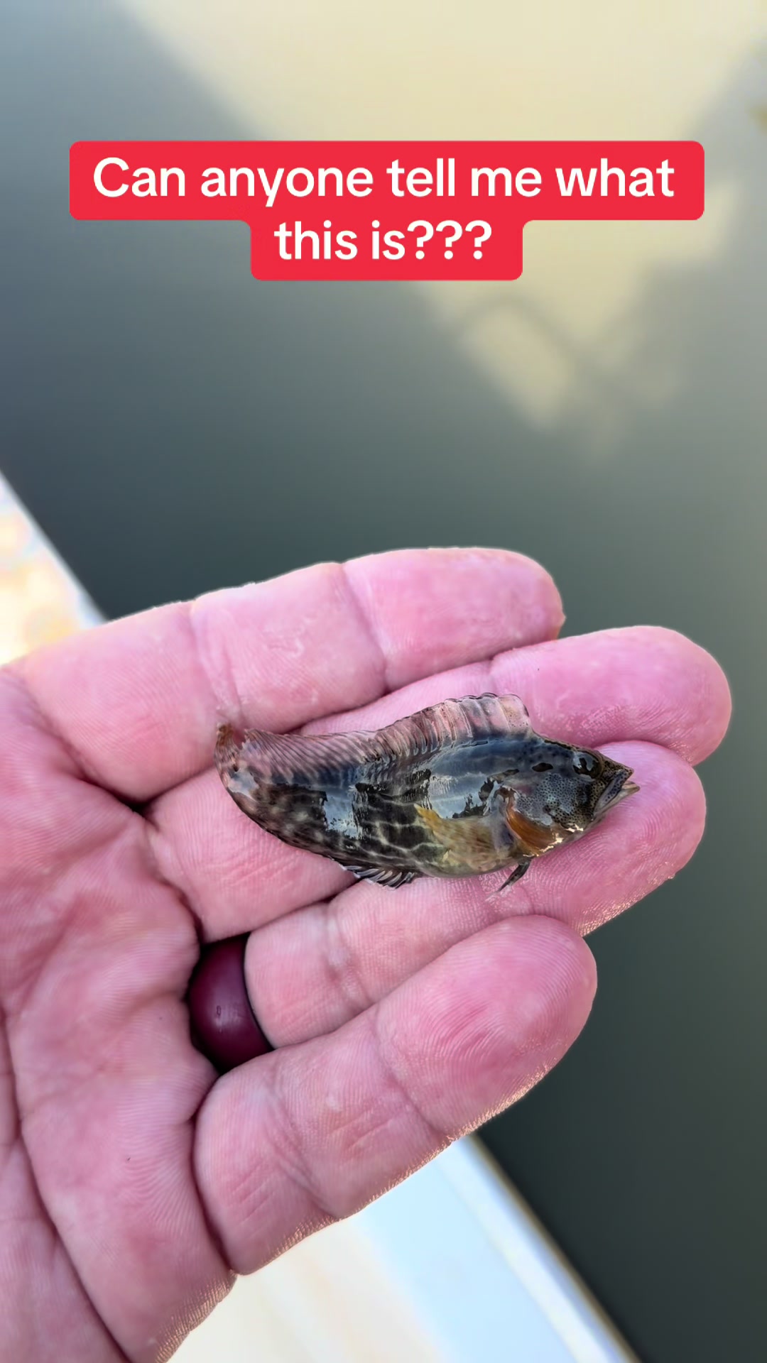 @BeaufortSC_Bait