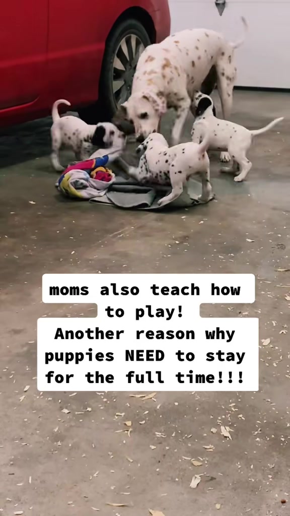@Darling Dalmatians