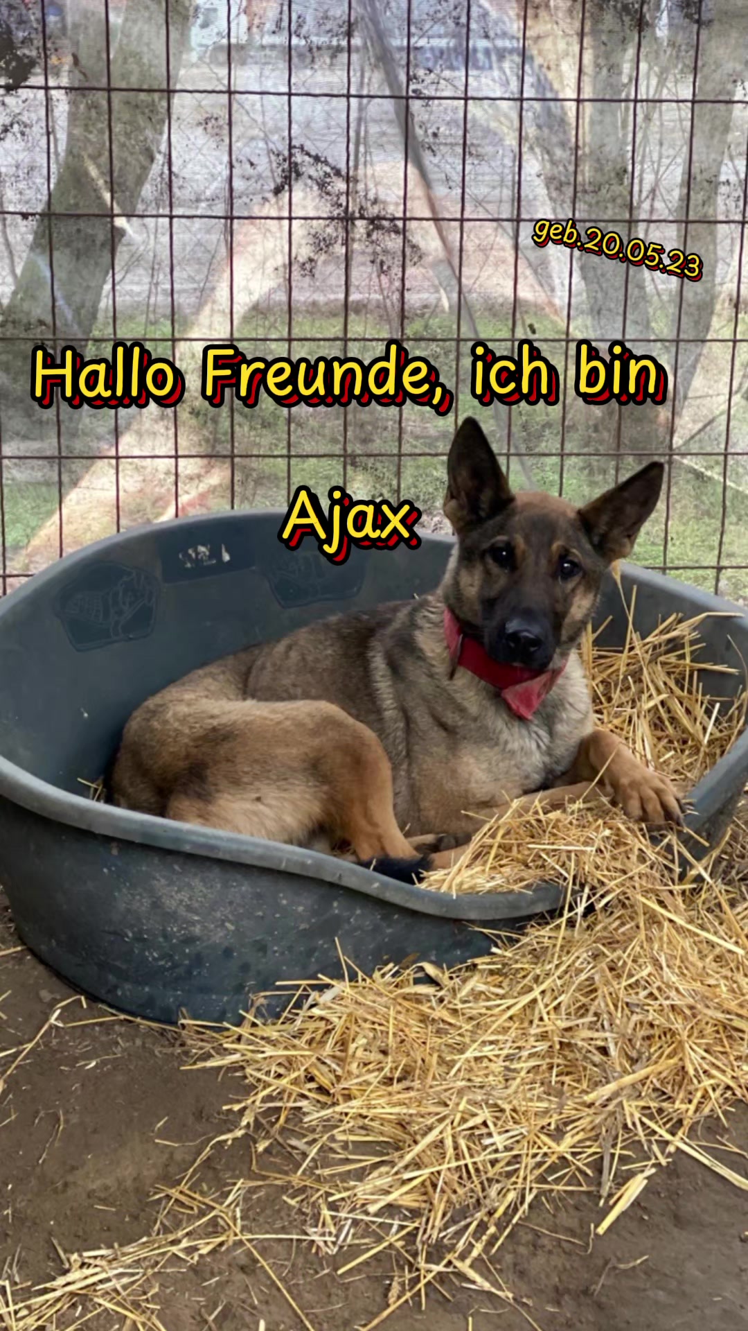@Hundehilfe Bakony e.V.
