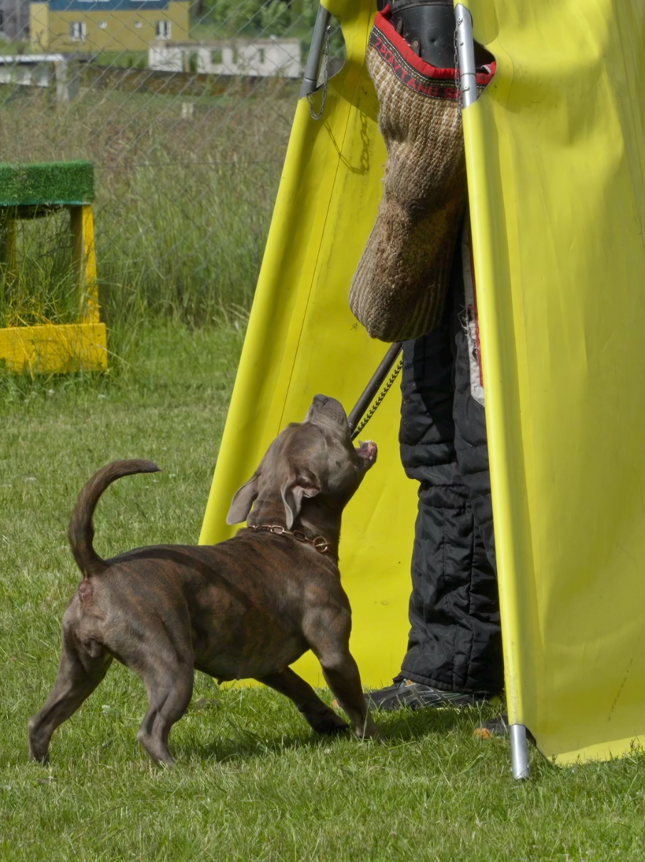 @IGP Dog Mando