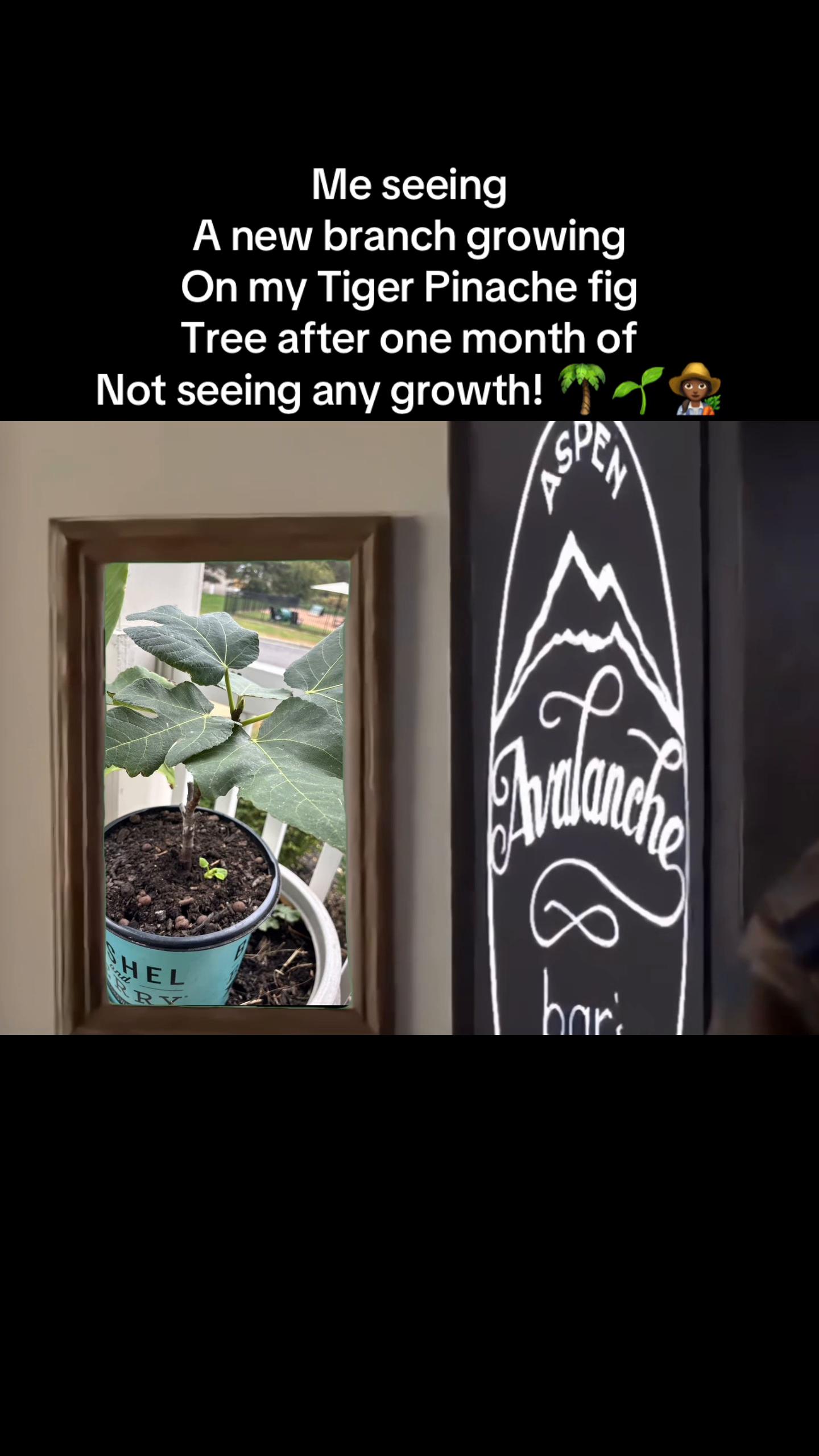 @greengirlgardens