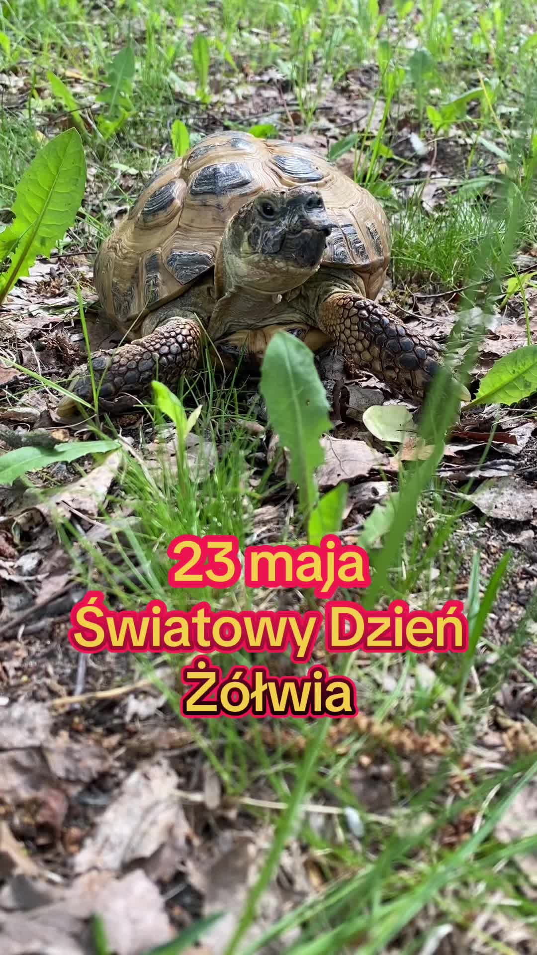@Ż&oacute;łw Stefan Pierwszy