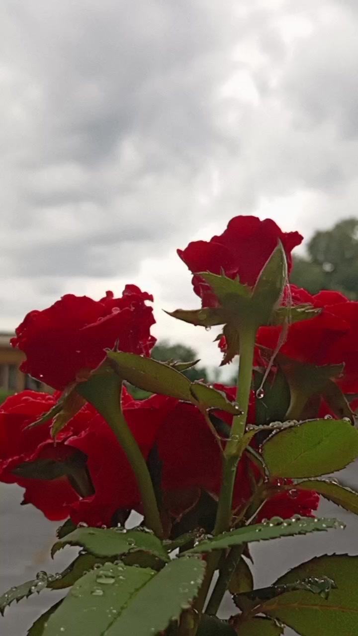 @♡𝙏𝙤𝙩𝙪𝙢♡