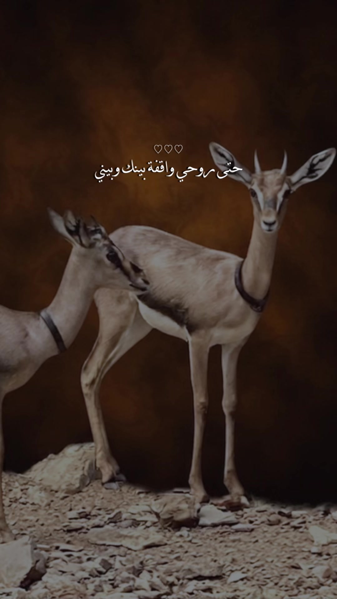 @﮼غزال🦌
